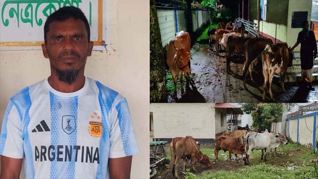 গরু চুরির অভিযোগে আর্জেন্টিনা সমর্থক গ্রেপ্তার, গরু উদ্ধার