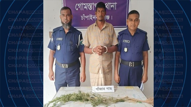 গোমস্তাপুরে ৪ ফুট উচ্চতার গাঁজার গাছসহ যুবক গ্রেপ্তার