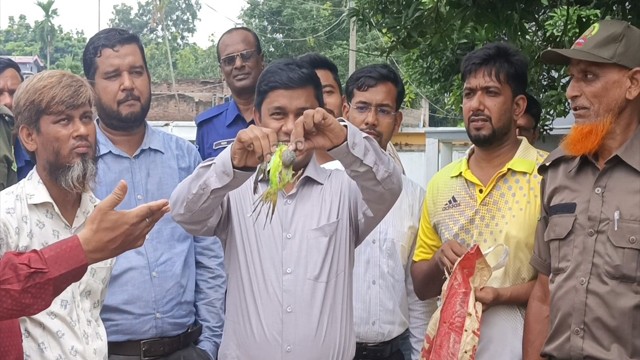 শিবগঞ্জে প্রশাসনের অভিযানে ১১টি টিয়াপাখি উদ্ধার ও অবমুক্ত, সরঞ্জাম ধ্বংস