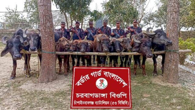 চরবাগডাঙ্গায় বিজিবির অভিযানে ভারতীয় ১০টি মহিষ আটক