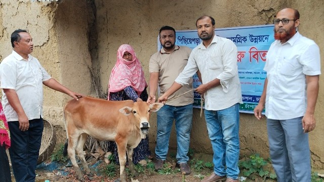 নাচোলে পিছিয়ে পড়া জনগোষ্ঠীর ৮ পরিবারে বিনামূল্যে গরু বিতরণ