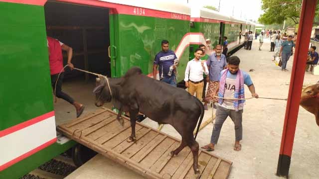 মাত্র ৮১ টি পশু নিয়ে চাঁপাইনবাবগঞ্জ থেকে ঢাকায় ছুটলো ট্রেন