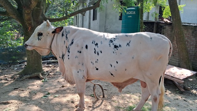 প্রাকৃতিক খাবারে চাঁপাইনবাবগঞ্জে বড় হয়েছে ২৫ মণের ‘নবাব’, দাম ৮ লাখ