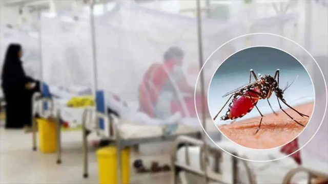 সারাদেশে ২৪ ঘণ্টায় ডেঙ্গুতে আক্রান্ত ৯৯৪, মৃত্যু ৩