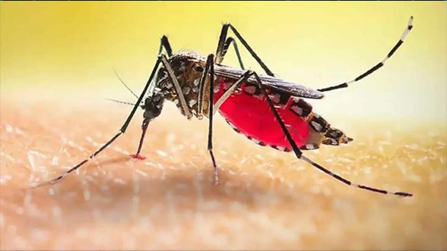 সারাদেশে ডেঙ্গুতে আরও ৮ জনের মৃত্যু, হাসপাতালে ১৭৩৩ জন
