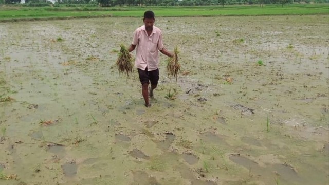 গোমস্তাপুরে কৃষকের তিন বিঘা রোপণ করা জমির ধান উপড়ে ফেলার অভিযোগ