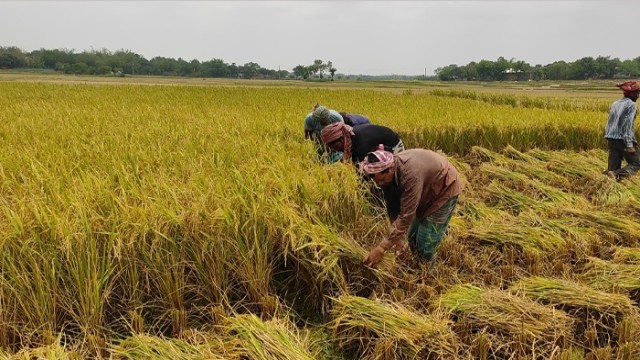 ফলনে খুশি হলেও শেষ সময়ে ঝড়-বৃষ্টিতে ধান নিয়ে বিপাকে কৃষক