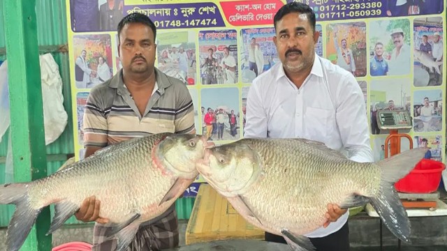 পদ্মার দুই কাতল ও এক পাঙাশ লাখ টাকায় বিক্রি, কিনলেন প্রবাসী