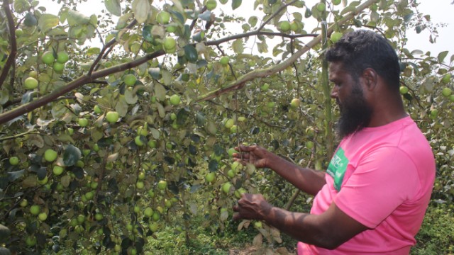 বরই চাষে সামিউল-নেফাউলের বাজিমাত, বছরে আয় ৩০ লাখ টাকা