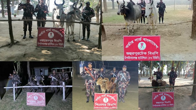চাঁপাইনবাবগঞ্জ সীমান্তে ১০টি ভারতীয় গরু ও মহিষ জব্দ