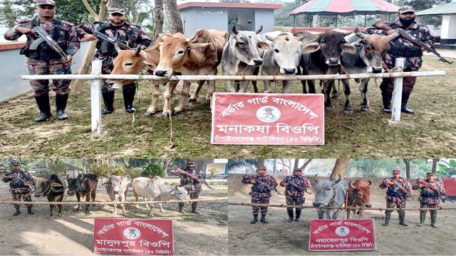 চাঁপাইনবাবগঞ্জ সীমান্তে বিজিবির অভিযান: ১৬টি ভারতীয় গরু জব্দ