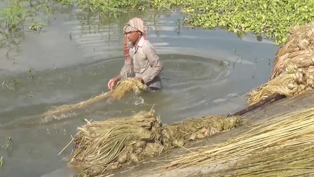 পাটের ফলন কমলেও দাম বেশি, ভালো লাভের আশা চাষিদের