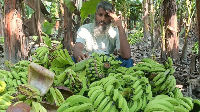 রাতের আঁধারে কেটে ফেলা হলো ২,৫০০ কলার থোড়, কৃষকের দাবি ক্ষতি ১০ লাখ টাকা
