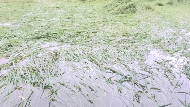 নওগাঁয় অসময়ের বৃষ্টিতে তলিয়ে গেছে ধান-আলু ও সবজির খেত