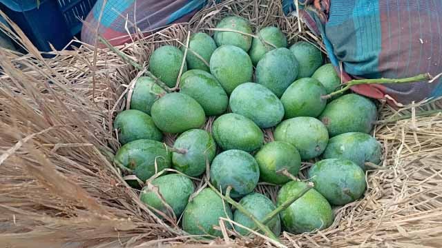 গোপালভোগে জমেছে চাঁপাইনবাবগঞ্জের আমের বাজার, দাম দ্বিগুন