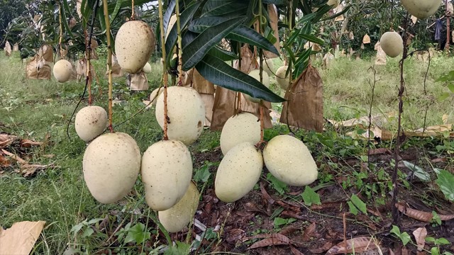 গৌড়মতিতে নতুন সম্ভবনা, চাঁপাইনবাবগঞ্জে ২৩৪ হেক্টর জমিতে হচ্ছে চাষাবাদ