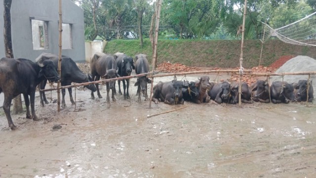গোমস্তাপুর সীমান্তে ১৩টি ভারতীয় মহিষ জব্দ