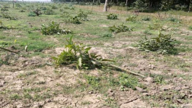 শিবগঞ্জে একরাতে কৃষকের ৮ শতাধিক আমগাছ কেটে দিলো দুর্বৃত্তরা